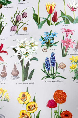 1972 American Flowering Bulbs Poster