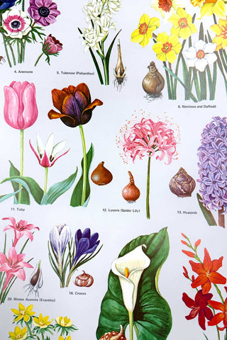 1972 American Flowering Bulbs Poster