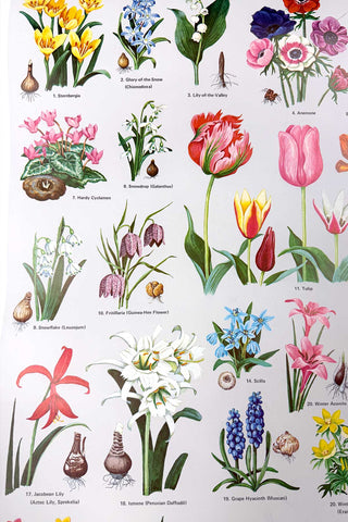 1972 American Flowering Bulbs Poster