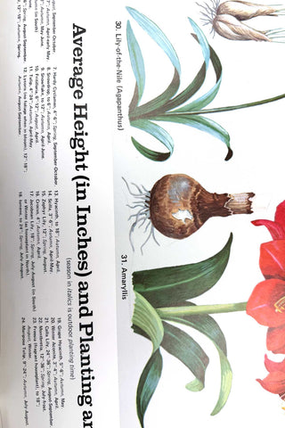 1972 American Flowering Bulbs Poster