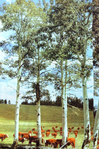 36 Piece Arizona Highways Printed Panel Set